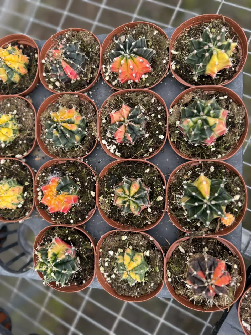 plant/Gymnocalycium mihanovichii,-0