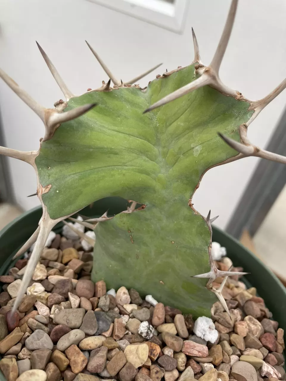 plant/Variegated Euphorbia grandicornis-0