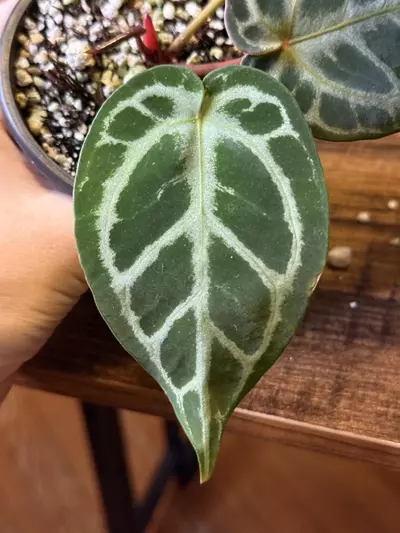 plant/A. KOS x RC #5-5-thumbnail