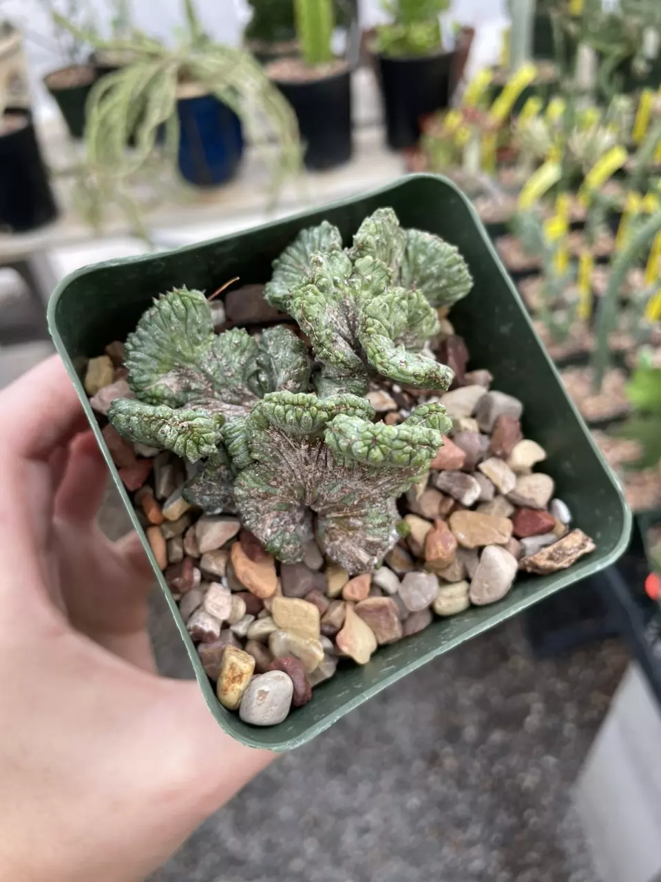 plant/Crested Euphorbia enopla-2
