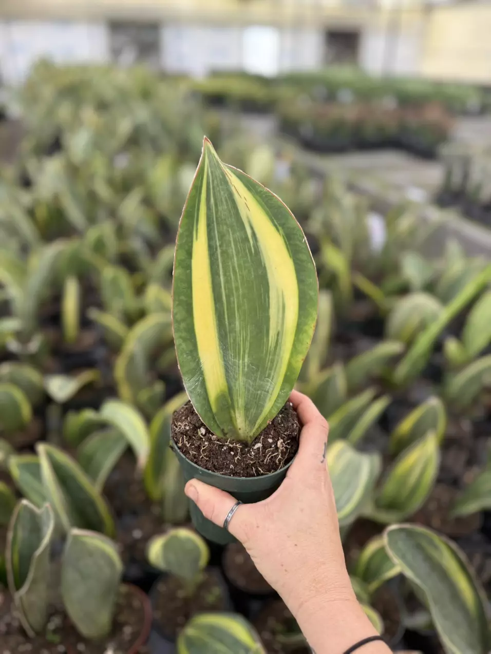 plant/Sanseveria Whale Fin Variegated 4”-0