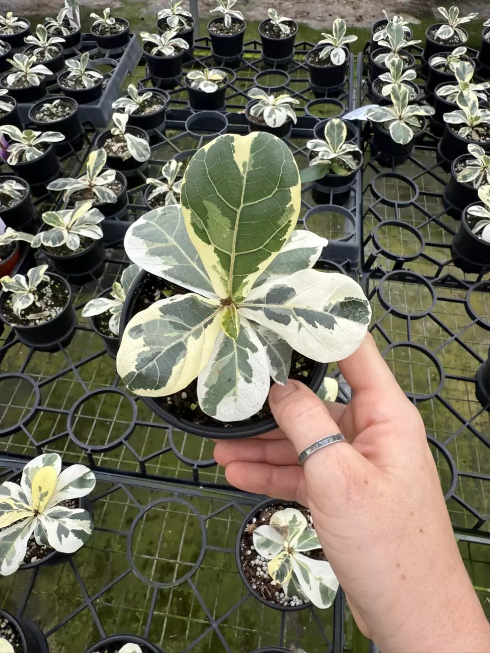 plant/Ficus Lyrata Variegated-0