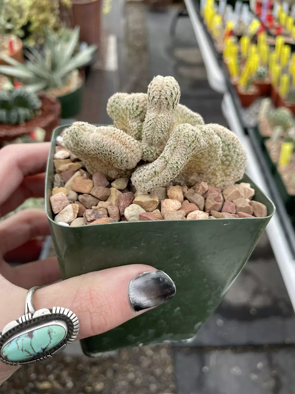 plant/Crested Echinocereus primolanatus-1