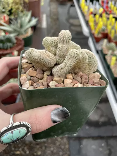 plant/Crested Echinocereus primolanatus-1-thumbnail