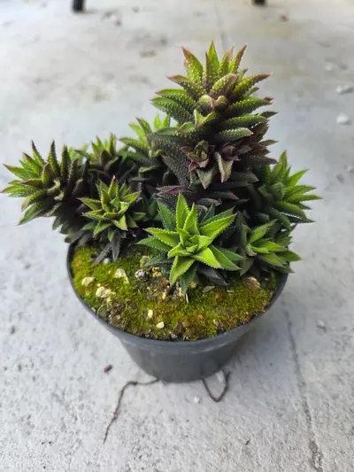 plant/Haworthiopsis spiraling cluster-0-thumbnail