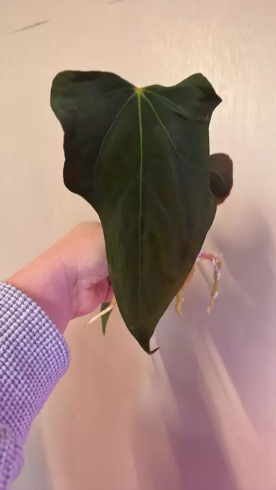 plant/Anthurium sp. Nov DF clone 2 growth points-3-thumbnail