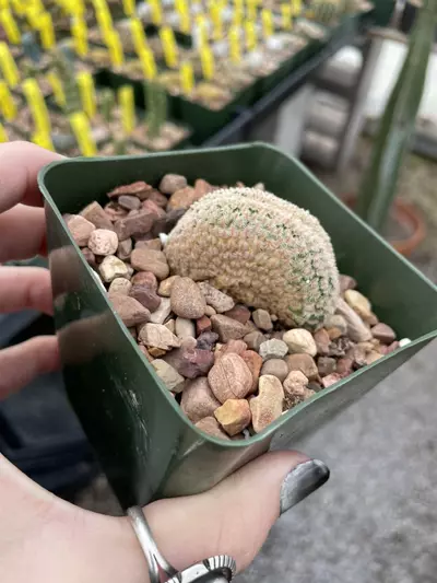 plant/Crested Echinocereus primolanatus-0-thumbnail