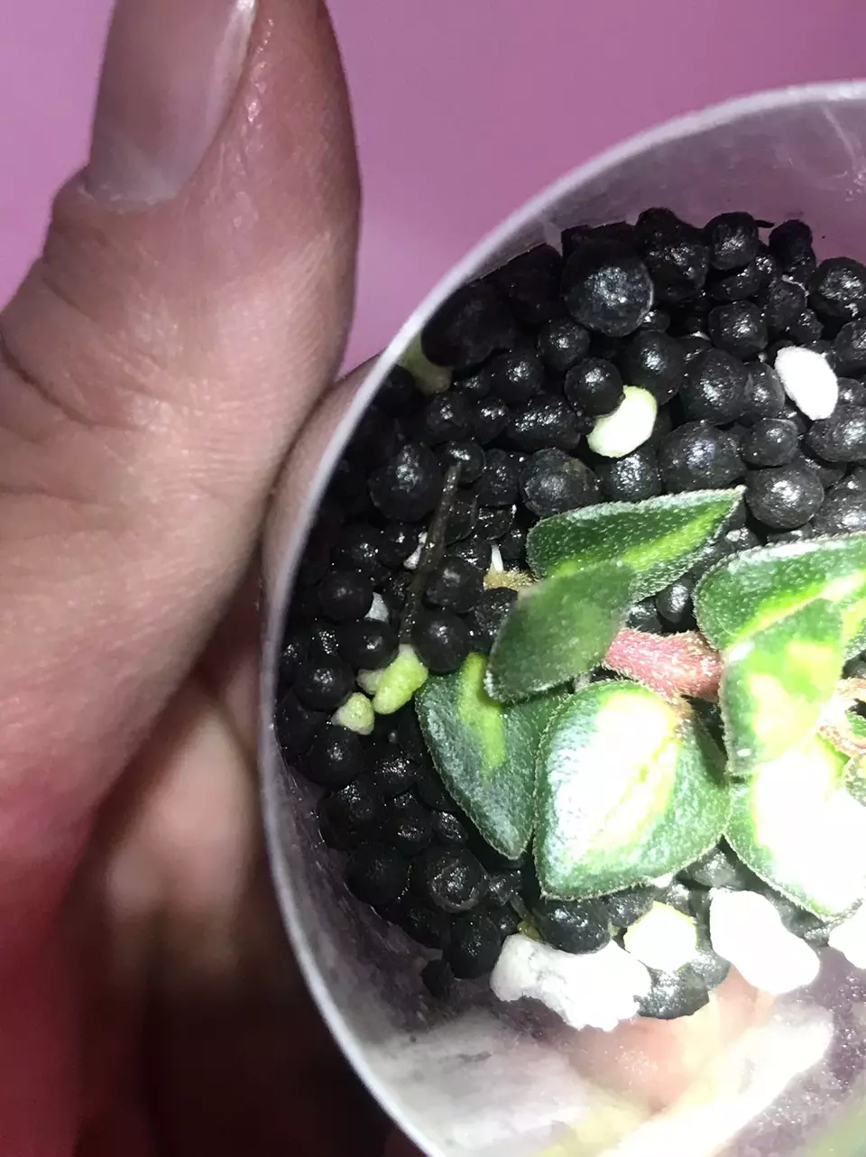 plant/Freshly Rooted Inner Variegated Chinghungensis-2