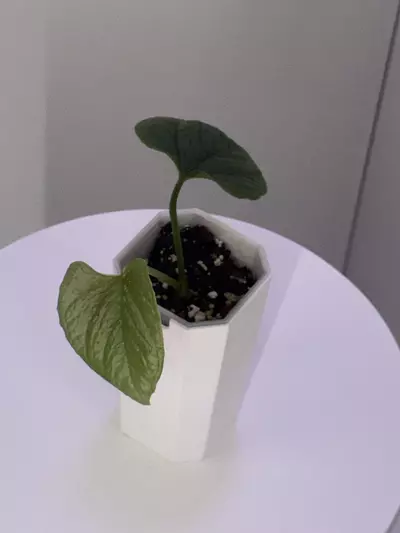 plant/Anthurium Nutibarense Pure Species-3-thumbnail