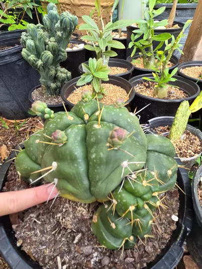 plant/Gymnocalycium Horstii cluster XXL-2-thumbnail