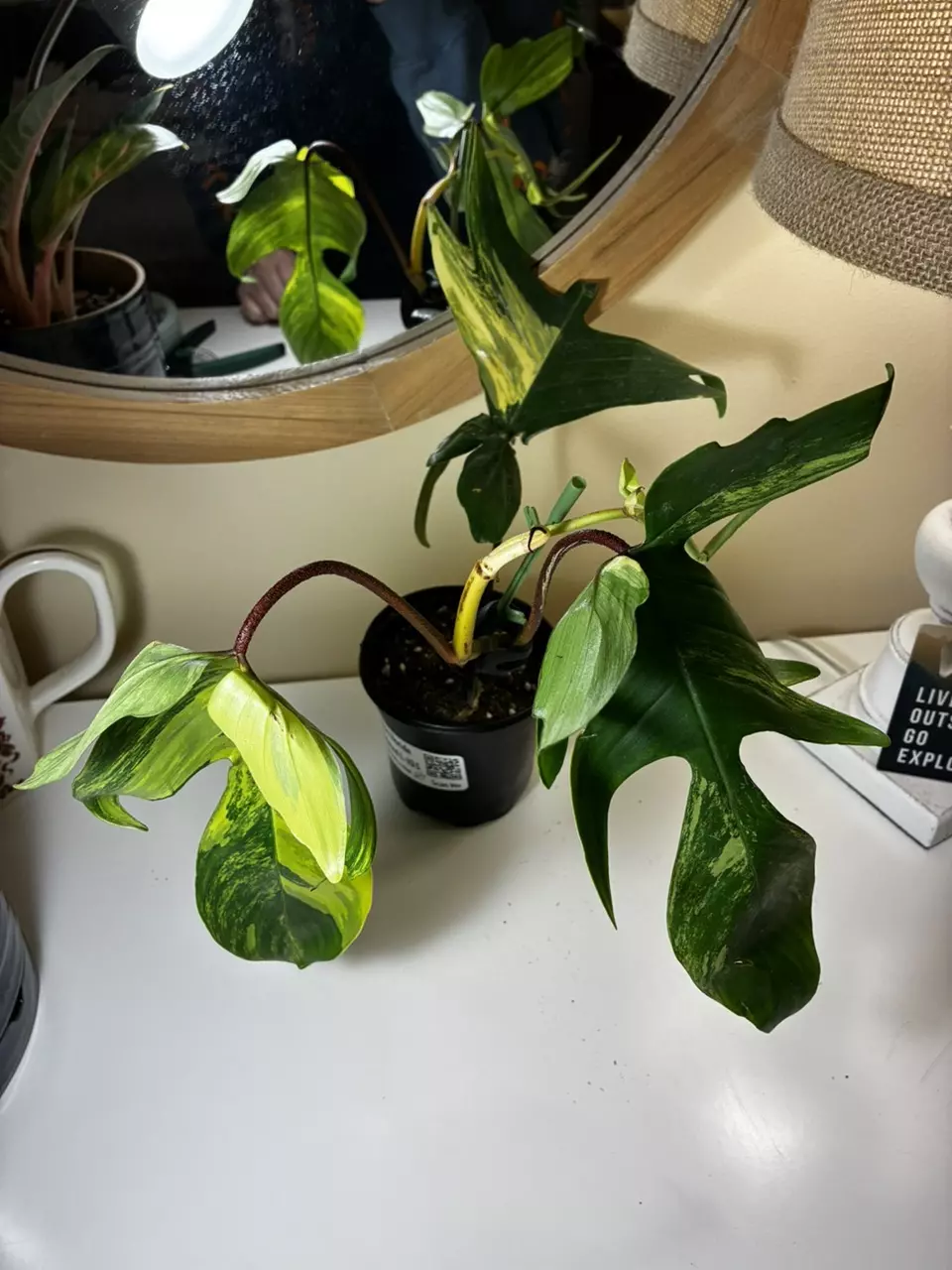 plant/Florida Beauty that’s not so beauty-0