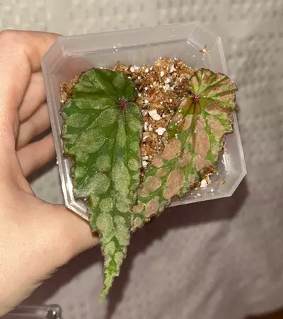 plant/Begonia U038 x amphioxus hybrid-0-thumbnail