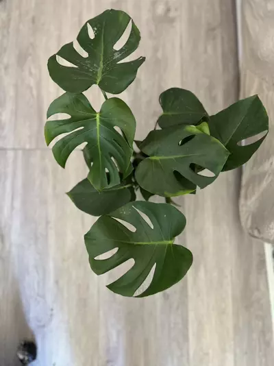 plant/6” Monstera Deliciosa-0-thumbnail