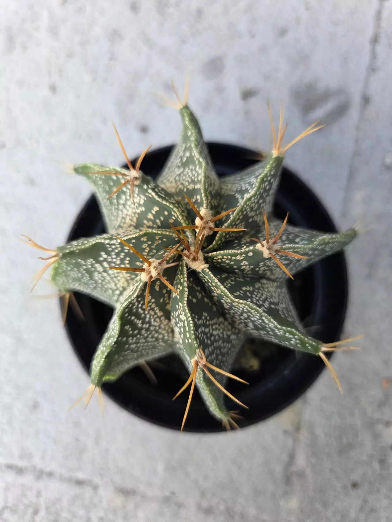 plant/Astrophytum Ornatum #3-1
