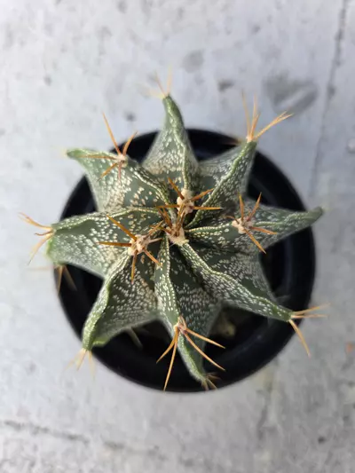plant/Astrophytum Ornatum #3-1-thumbnail