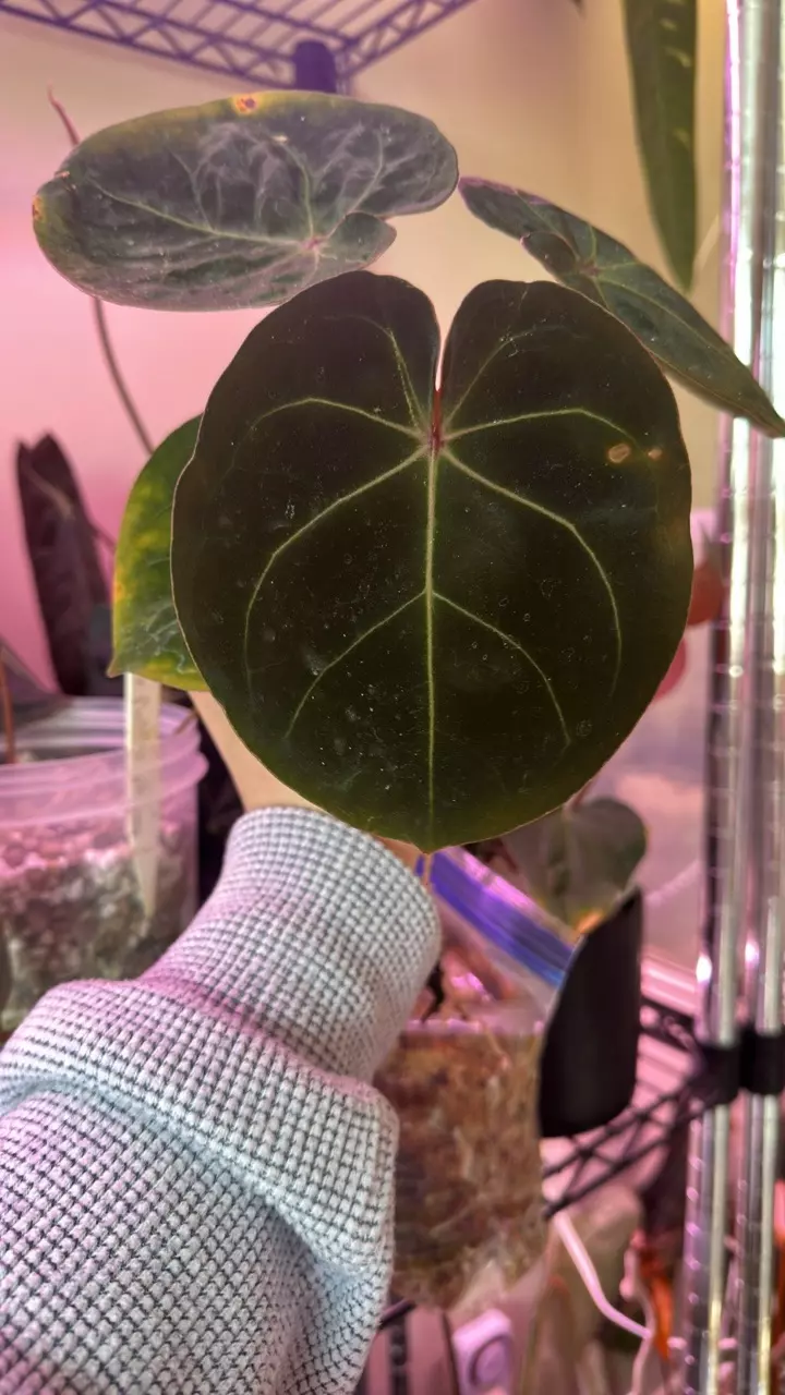 plant/Anthurium red spider x self bottom cut-2