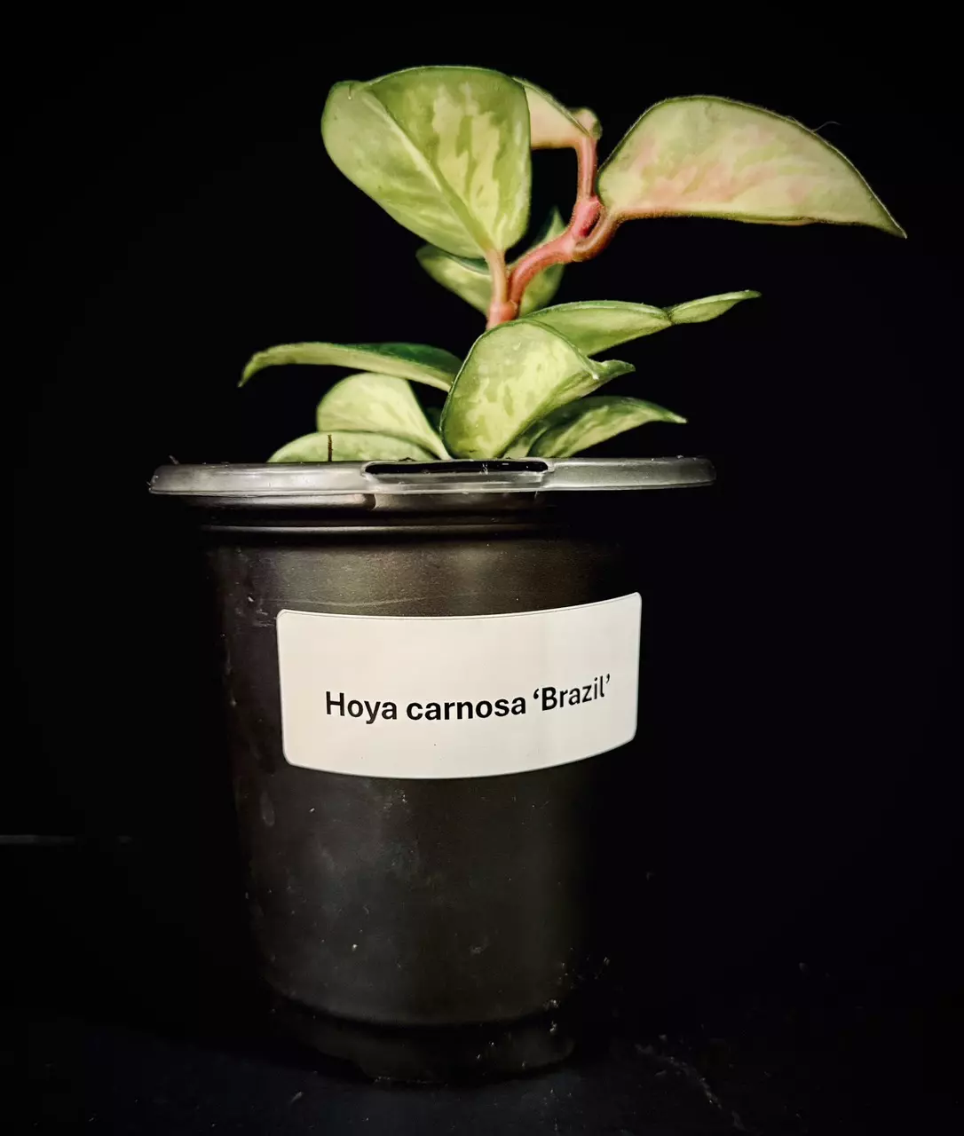 plant/Hoya Carnosa Brazil-1