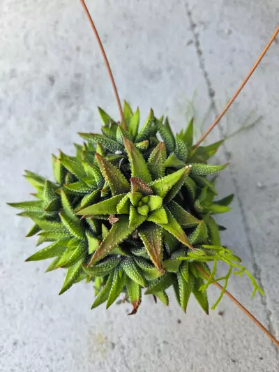 plant/Haworthiopsis Limifolia variety-0-thumbnail