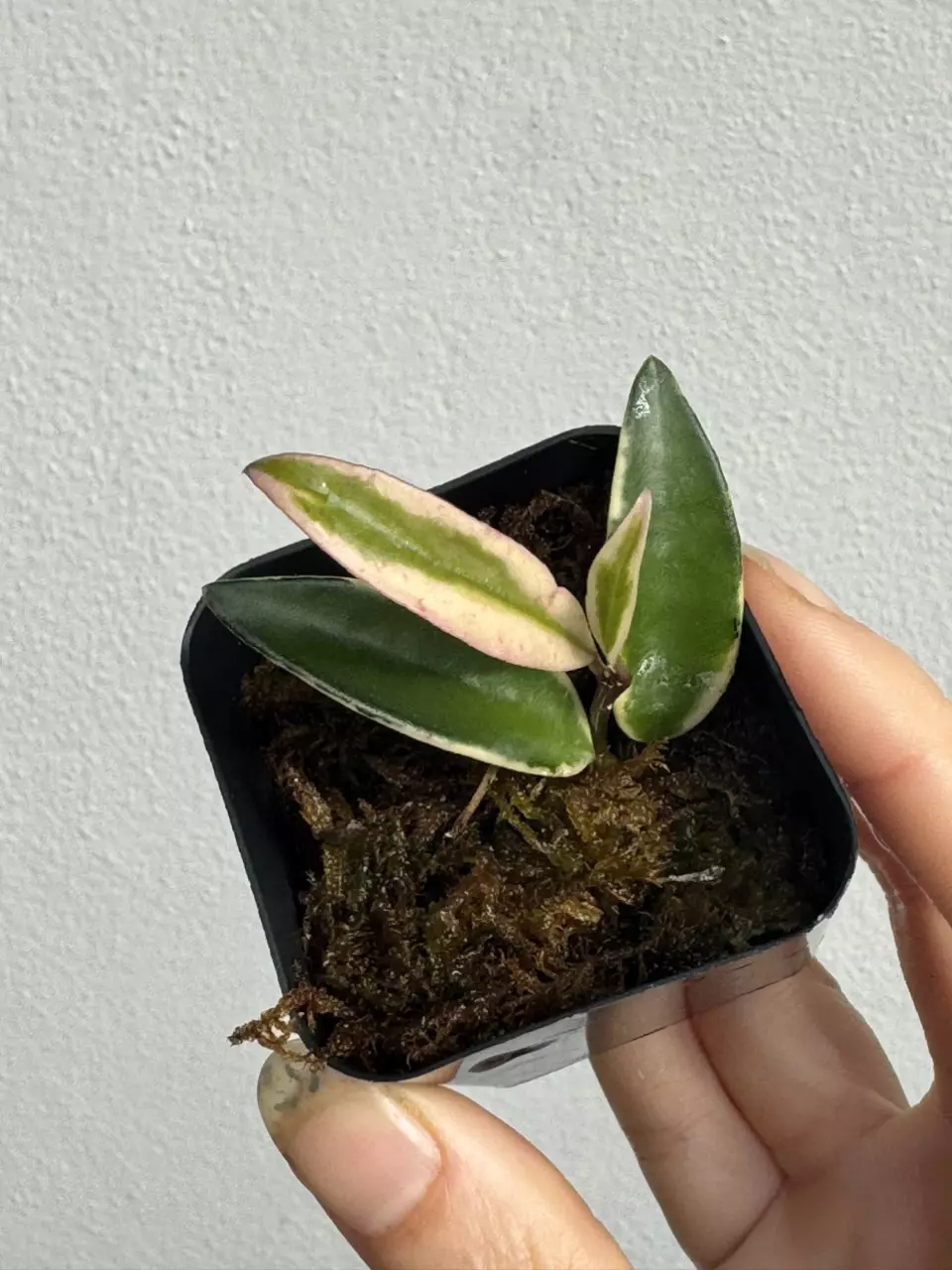 plant/Hoya Wayetii Lori Lyn-5