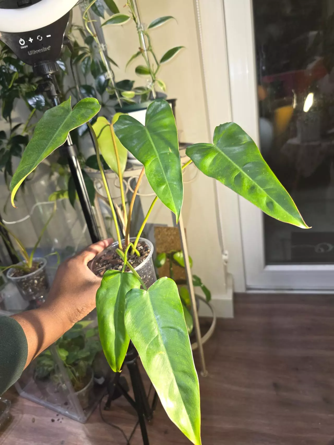 plant/Philodendron Billietiae x Saggitifolium (long form)-1