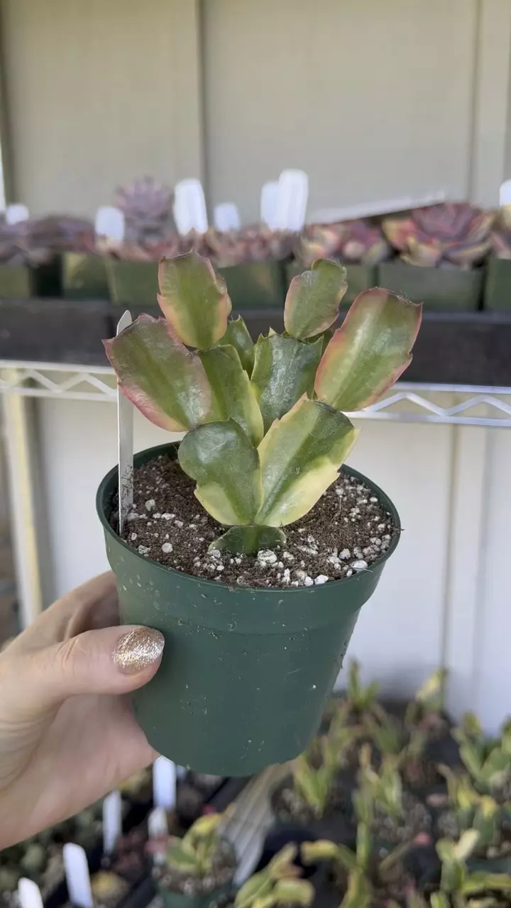 plant/PL1047: Variegated Thanksgiving Cactus-0