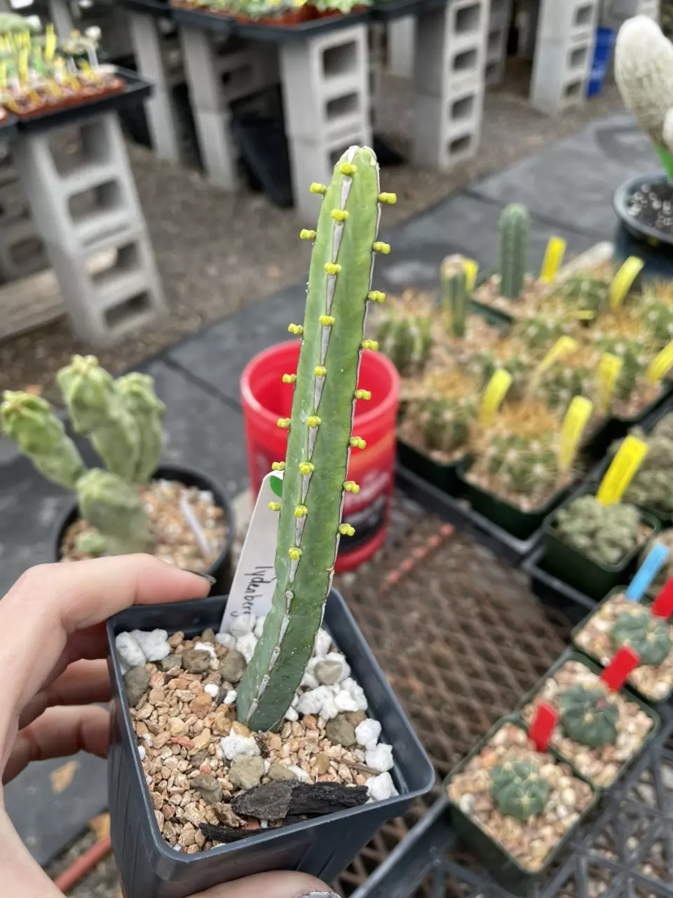 plant/Euphorbia lydenbergensis-1