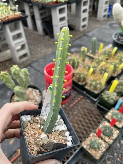 plant/Euphorbia lydenbergensis-1-thumbnail