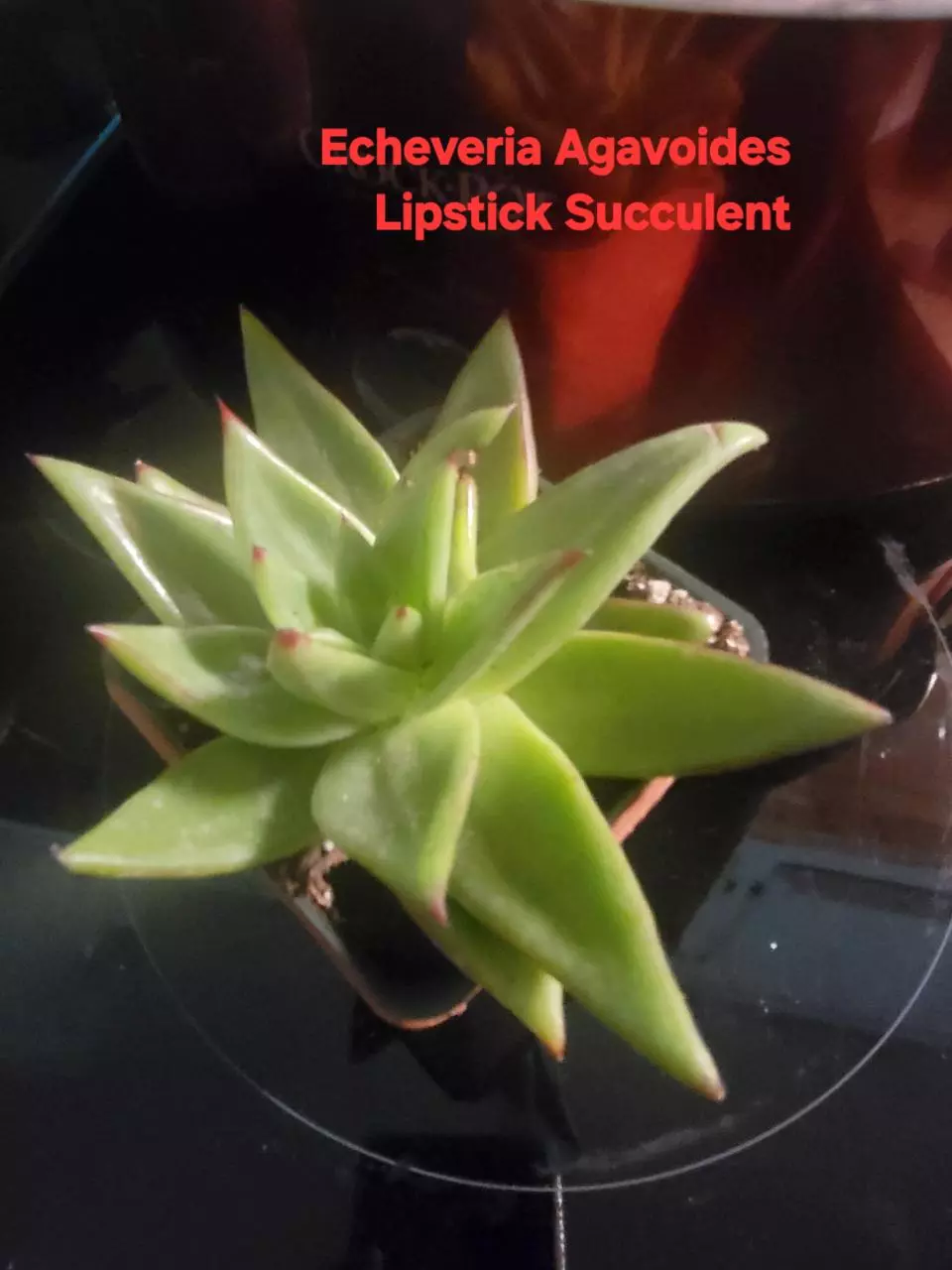plant/Echeveria Agavoides Lipstick Succulent-outgrowing her 4" pot-0
