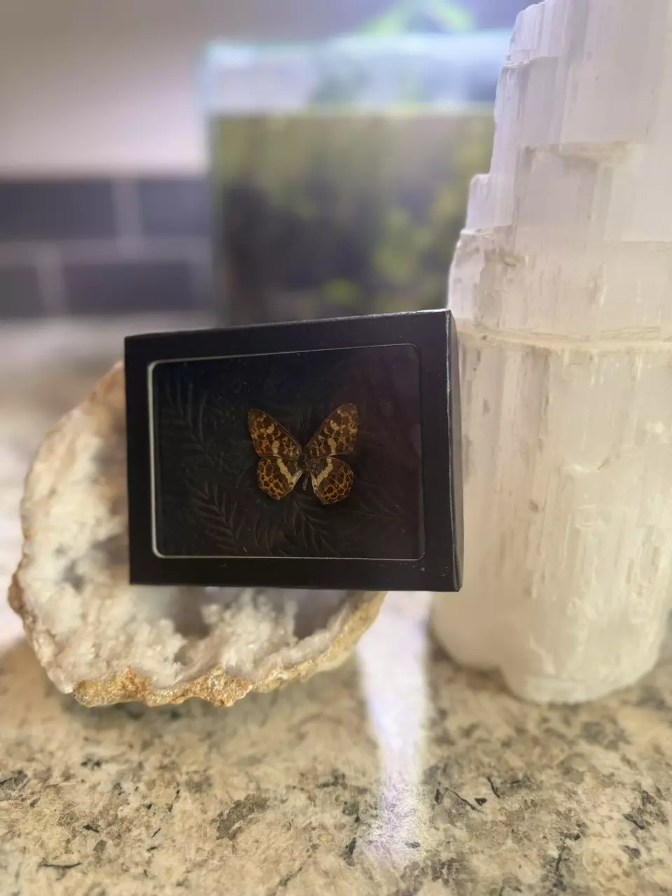 plant/Araschnia Doris butterfly-0