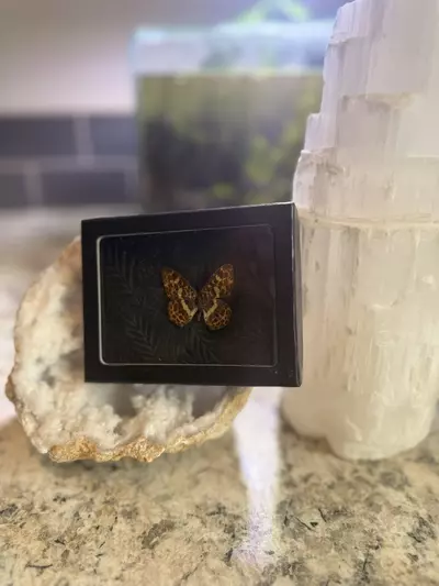 plant/Araschnia Doris butterfly-0-thumbnail