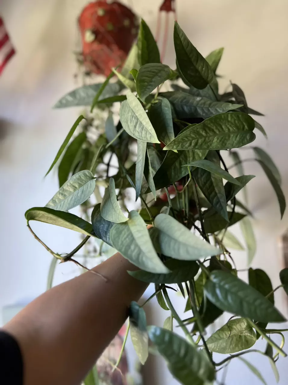 plant/6” Cebu Blue Pothos-0