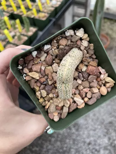 plant/Crested Echinocereus primolanatus-1-thumbnail