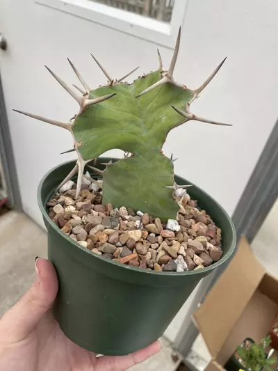 plant/Variegated Euphorbia grandicornis-3-thumbnail