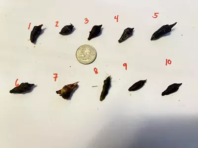 plant/Super Yellow Variegated Alocasia Longiloba-2-thumbnail