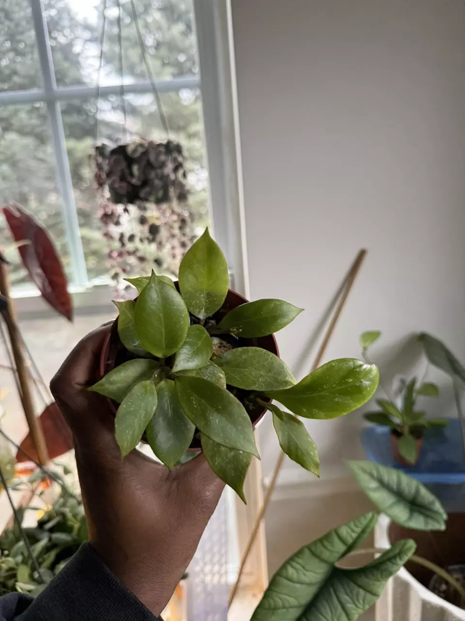 plant/Hoya Sunrise-1