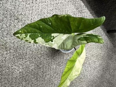 plant/Simpo Albo-2-thumbnail