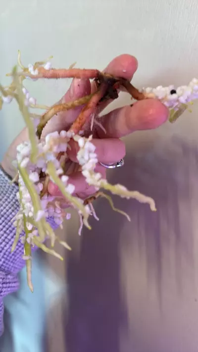 plant/Anthurium sp. Nov DF clone 2 growth points-2-thumbnail