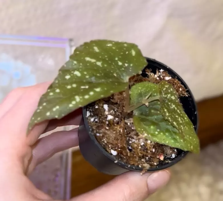 plant/Mystery Begonia Botanicaz starter plant-2