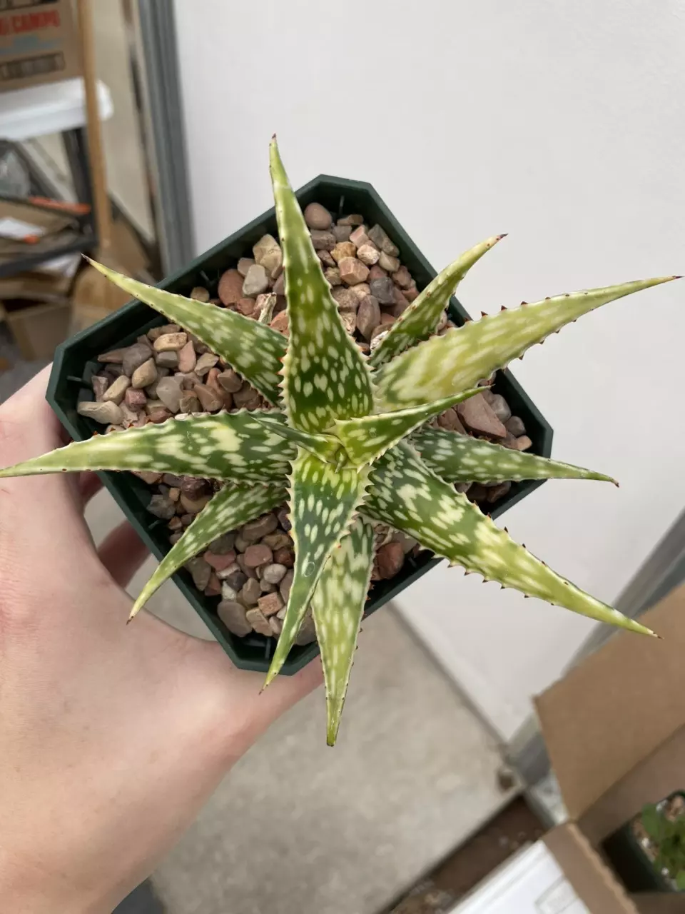 plant/Variegated Aloe mcloughlinii-3