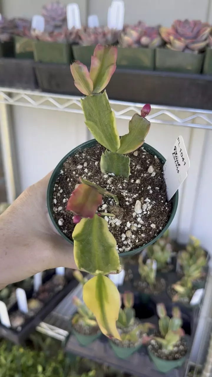 plant/PL1041: Variegated Thanksgiving Cactus-0