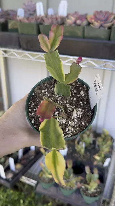 plant/PL1041: Variegated Thanksgiving Cactus-0-thumbnail