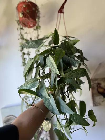 plant/6” Cebu Blue Pothos-3-thumbnail