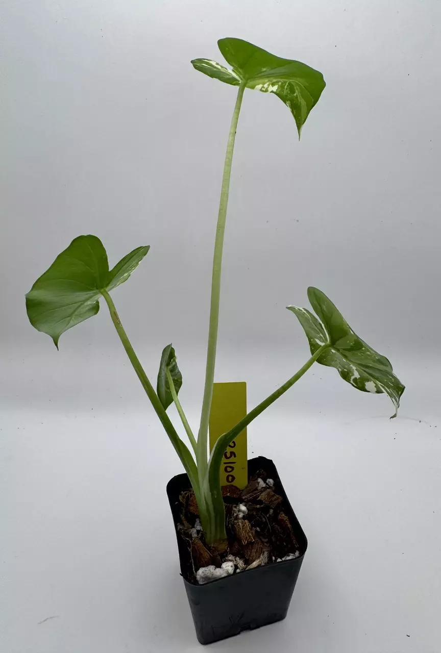 plant/Alocasia Okinawa Silver 0502-2