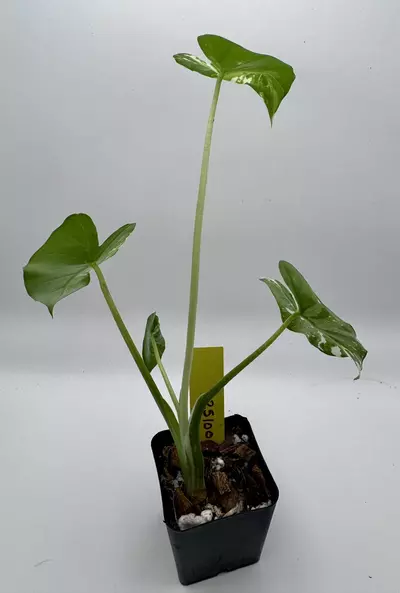 plant/Alocasia Okinawa Silver 0502-2-thumbnail