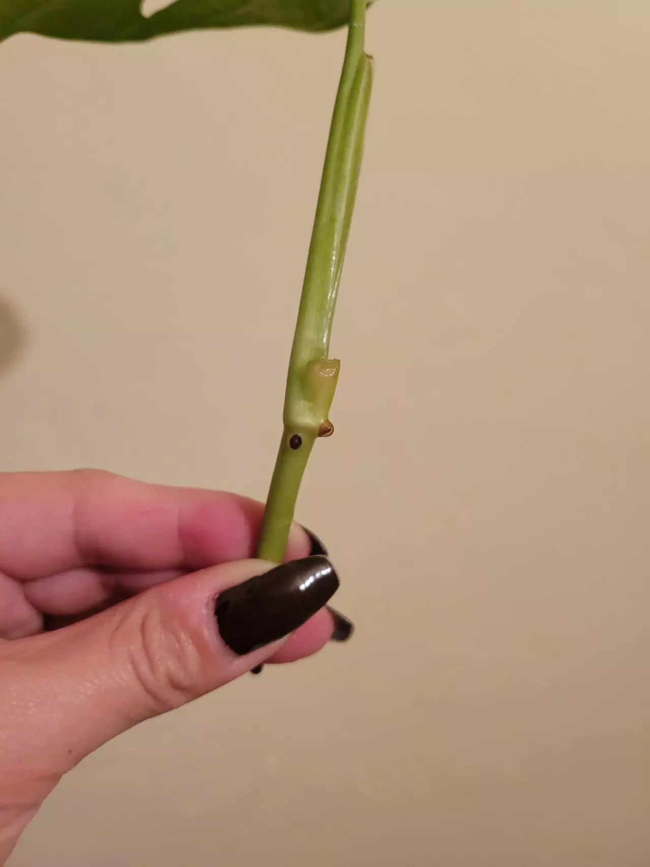 plant/Monstera Adansonii Cutting-1