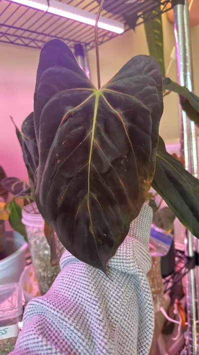 plant/Anthurium RLFS bottom cut-2-thumbnail