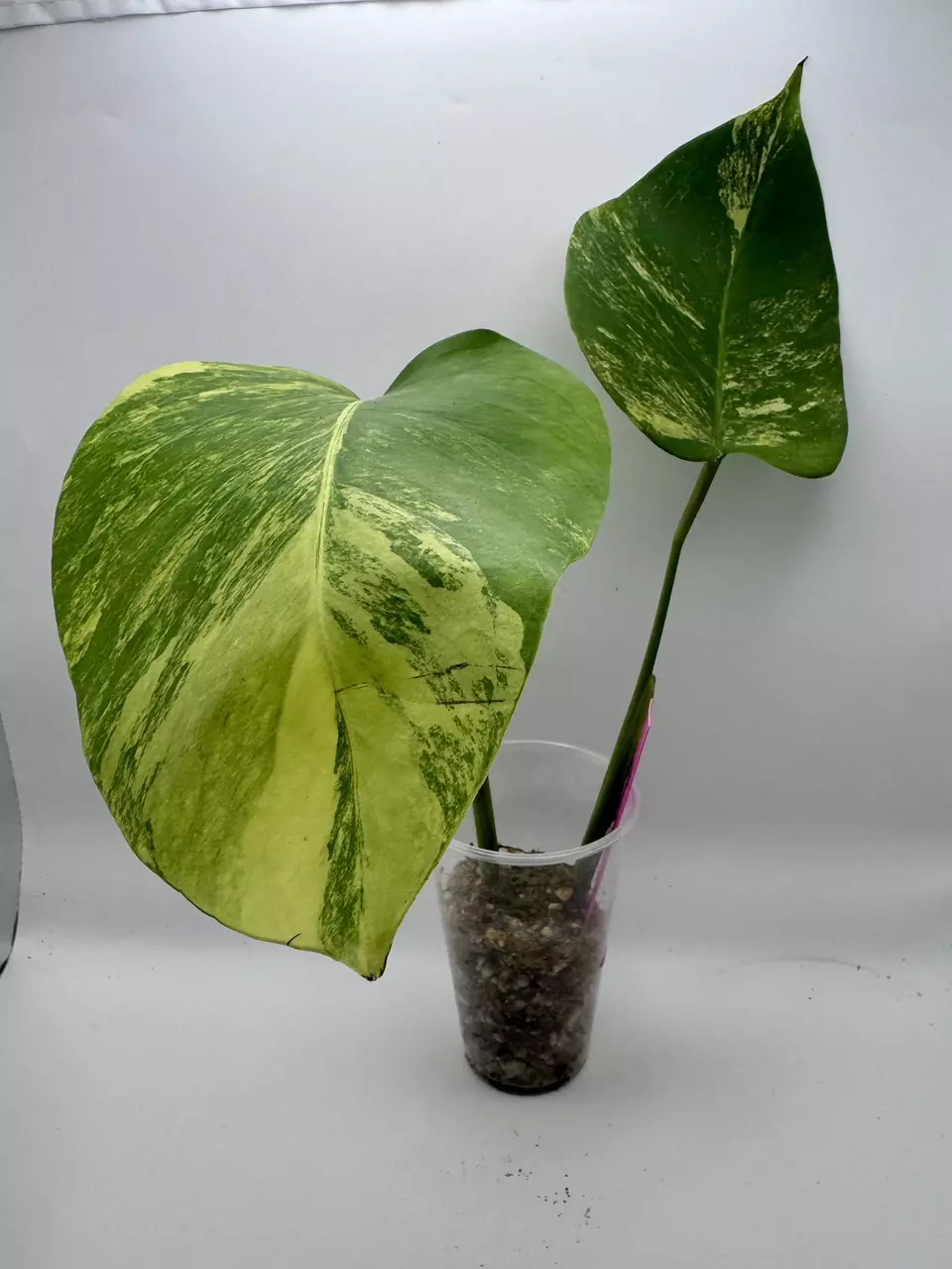 plant/Monstera Aurea-0