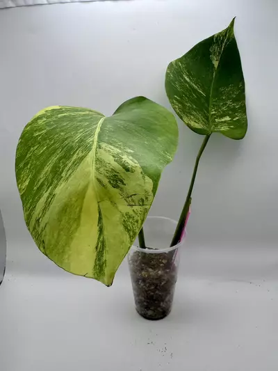 plant/Monstera Aurea-0-thumbnail