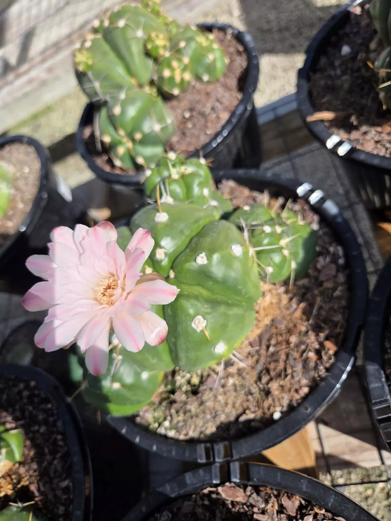 plant/Gymnocalycium Horstii cluster XXL-3