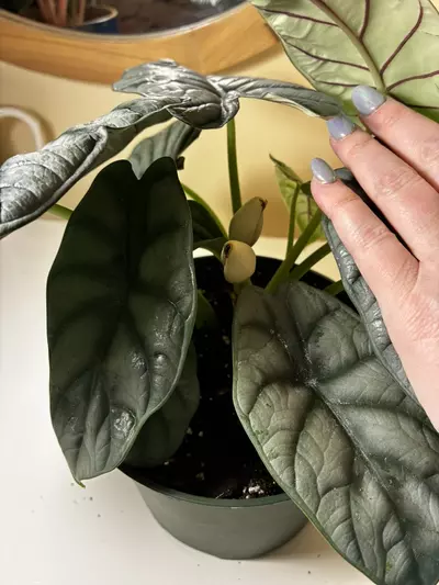 plant/Alocasia Silver Dragon-5-thumbnail